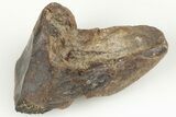 Rooted Ceratopsian Dinosaur Tooth - Judith River Formation #198668-1